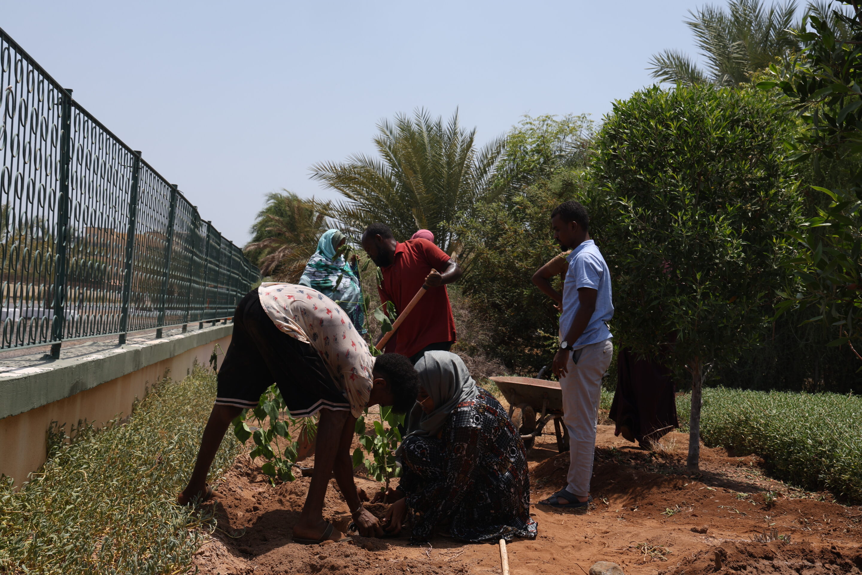 Journée mondiale de l’environnement : L’association Ecolo plante des arbres à Djibouti